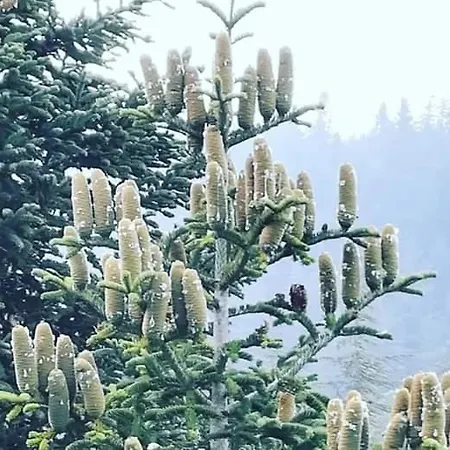 Kamp alanı Başkonuş Yaylası Kahramanmaraş